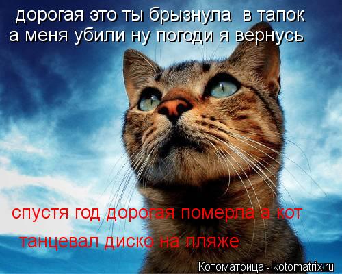 Котоматрица: дорогая это ты брызнула  в тапок  а меня убили ну погоди я вернусь а меня убили ну погоди я вернусь спустя год дорогая померла а кот  танцевал