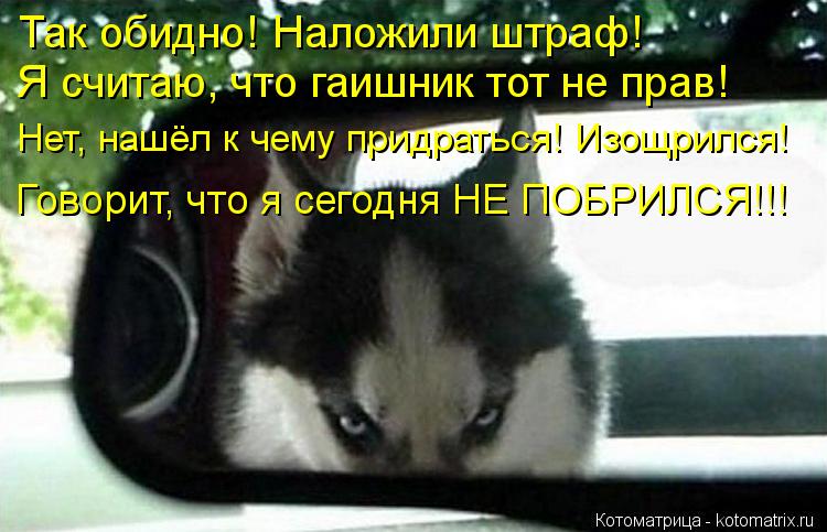 Котоматрица: Так обидно! Наложили штраф! Я считаю, что гаишник тот не прав! Нет, нашёл к чему придраться! Изощрился! Говорит, что я сегодня НЕ ПОБРИЛСЯ!!!