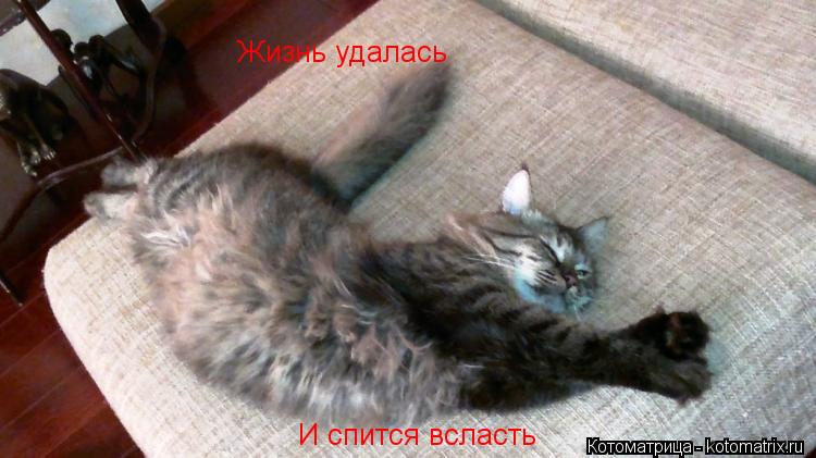 Котоматрица: Жизнь удалась И спится всласть