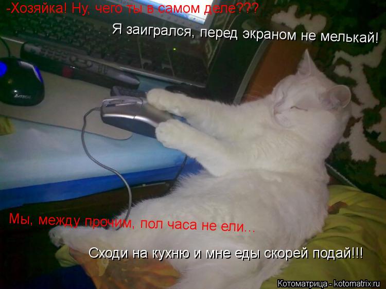 Котоматрица: Я заигрался, перед экраном не мелькай! Мы, между прочим, пол часа не ели... -Хозяйка! Ну, чего ты в самом деле??? Сходи на кухню и мне еды скорей п