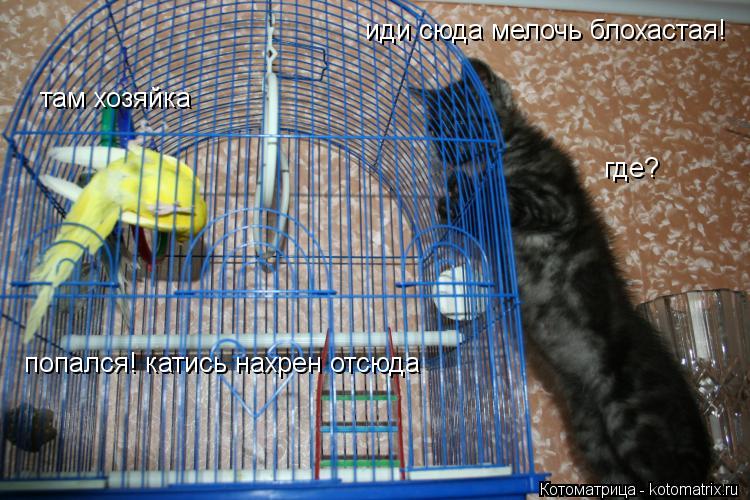 Котоматрица: иди сюда мелочь блохастая! там хозяйка где? попался! катись нахрен отсюда