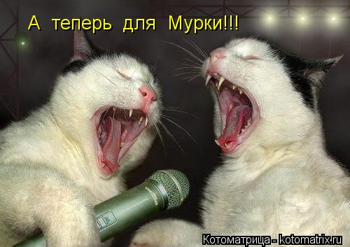 Котоматрица: А  теперь  для  Мурки!!!