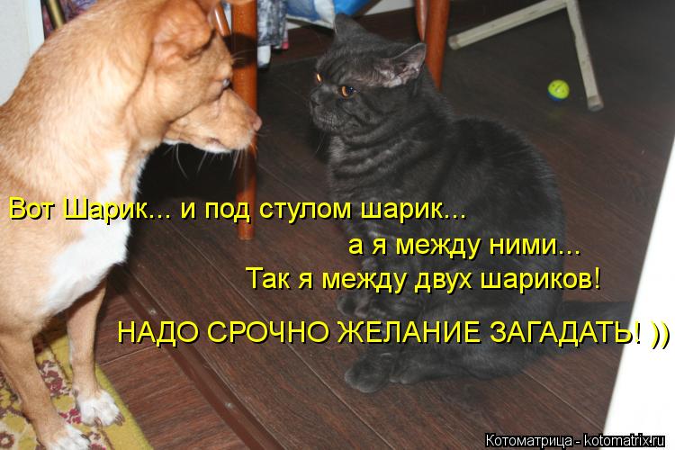 Котоматрица: Вот Шарик... и под стулом шарик...  а я между ними...  Так я между двух шариков!  НАДО СРОЧНО ЖЕЛАНИЕ ЗАГАДАТЬ! ))