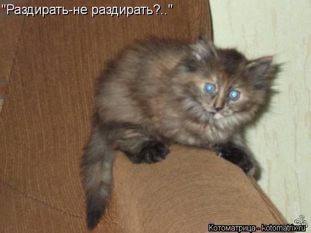 Котоматрица: "Раздирать-не раздирать?.."