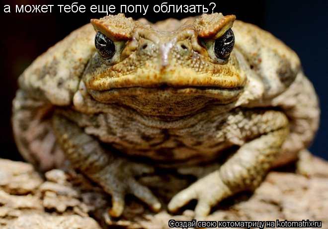 Котоматрица: а может тебе еще попу облизать?