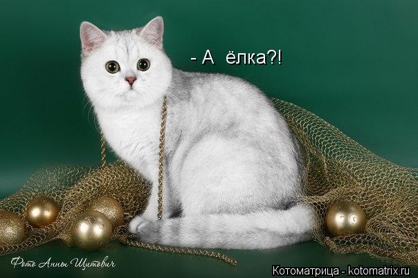 Котоматрица: - А  ёлка?!