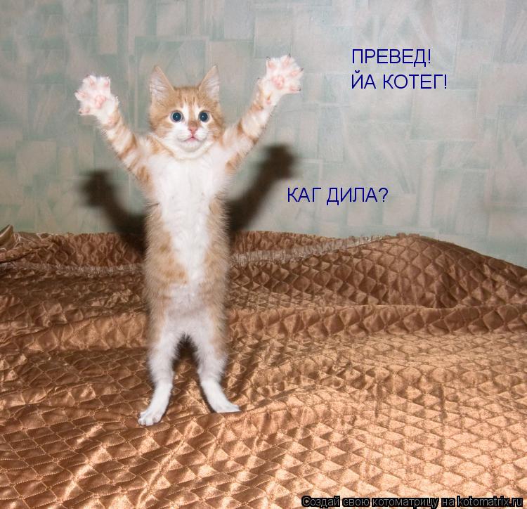 Котоматрица: ПРЕВЕД! ЙА КОТЕГ! КАГ ДИЛА?