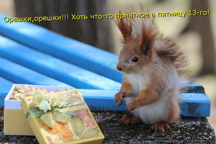 Котоматрица: Орешки,орешки!!! Хоть что-то приятное в пятницу 13-го!
