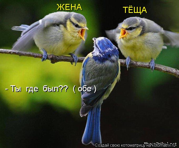 Котоматрица: ЖЕНА ТЁЩА - Ты  где  был??  ( обе ) - Ты  где  был??  ( обе )