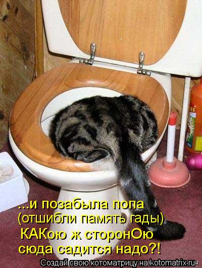 Котоматрица: ...и позабыла попа  (отшибли память гады) КАКою ж сторонОю сюда садится надо?!