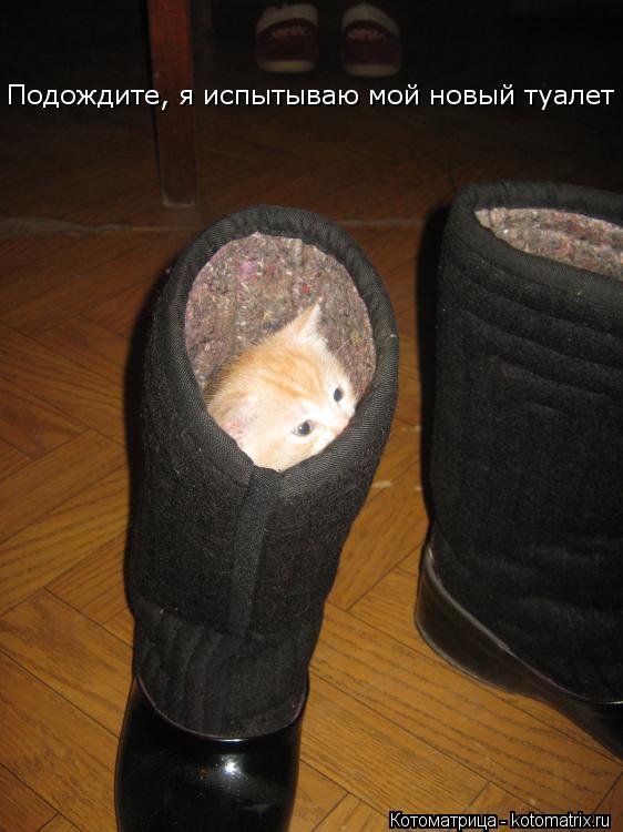 Подождите, я испытываю мой новый туалет... Котоматрица: Подождите, я испытываю мой новый туалет