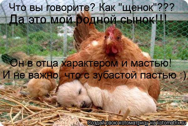 Котоматрица: Что вы говорите? Как "щенок"???  Да это мой родной сынок!!! Он в отца характером и мастью!  И не важно, что с зубастой пастью :)