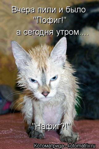 Вчера пили и было "Пофиг!" а сегодня утром.... "Нафиг?!"... Котоматрица: Вчера пили и было "Пофиг!" а сегодня утром.... "Нафиг?!"