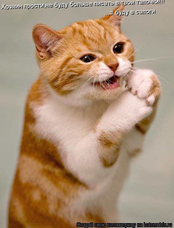 Хозяин прости,не буду больше писать в твои тапочки!!! ...а буду в сапоги... Котоматрица: Хозяин прости,не буду больше писать в твои тапочки!!! ...а буду в сапоги