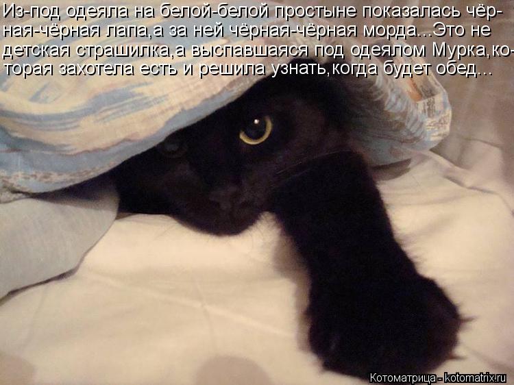 Из-под одеяла на белой-белой простыне показалась чёр- ная-чёрная лапа,а за ней чёрная-чёрная морда...... Котоматрица: Из-под одеяла на белой-белой простыне показалась чёр- ная-чёрная лапа,а за ней чёрная-чёрная морда...Это не детская страшилка,а выспавшаяся п