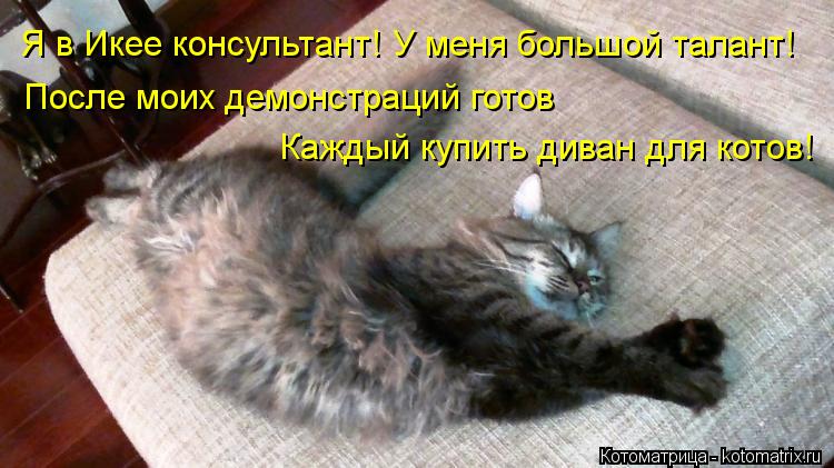 Котоматрица: Я в Икее консультант! У меня большой талант!  После моих демонстраций готов  Каждый купить диван для котов!