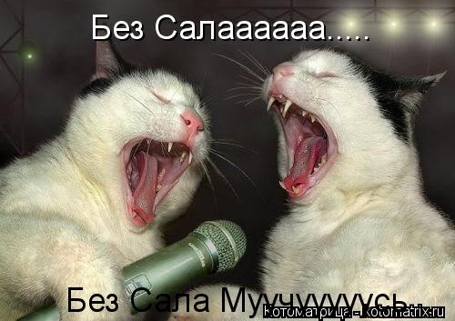 Котоматрица: Без Салаааааа..... Без Сала Муучууууусь....