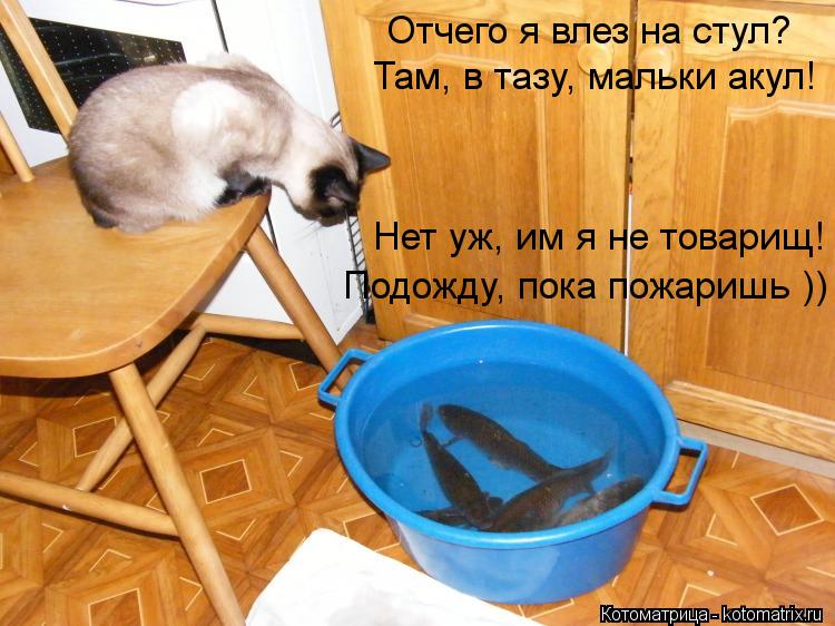 Котоматрица: Отчего я влез на стул?  Там, в тазу, мальки акул! Нет уж, им я не товарищ!  Подожду, пока пожаришь ))