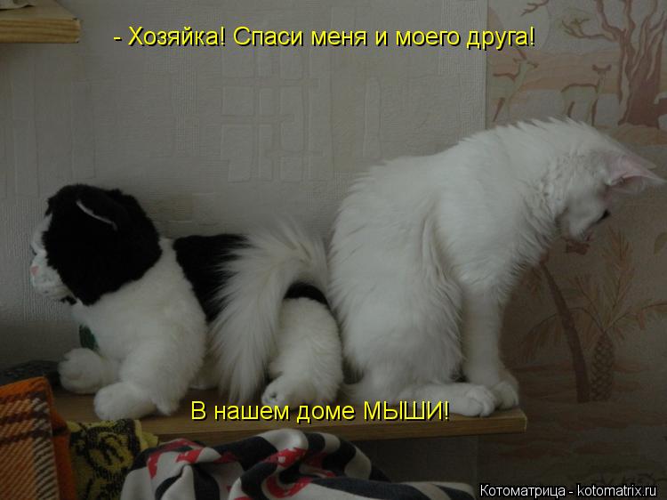 Котоматрица: - Хозяйка! Спаси меня и моего друга! В нашем доме МЫШИ!