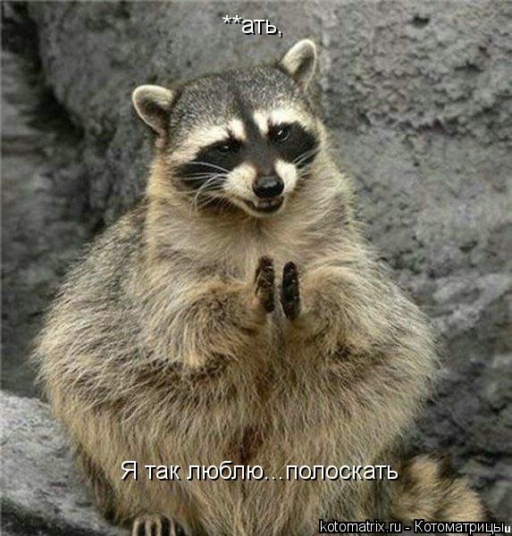 Котоматрица: **ать, Я так люблю...полоскать