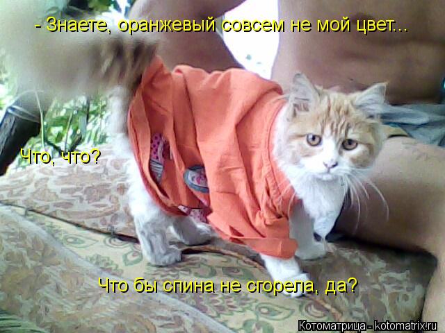 Котоматрица: - Знаете, оранжевый совсем не мой цвет... Что, что? Что бы спина не сгорела, да?