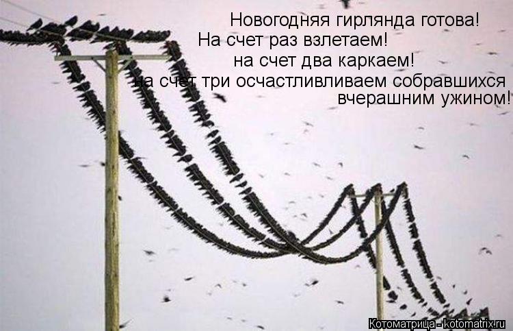 Котоматрица: Новогодняя гирлянда готова! На счет раз взлетаем! на счет два каркаем! на счет три осчастливливаем собравшихся вчерашним ужином!