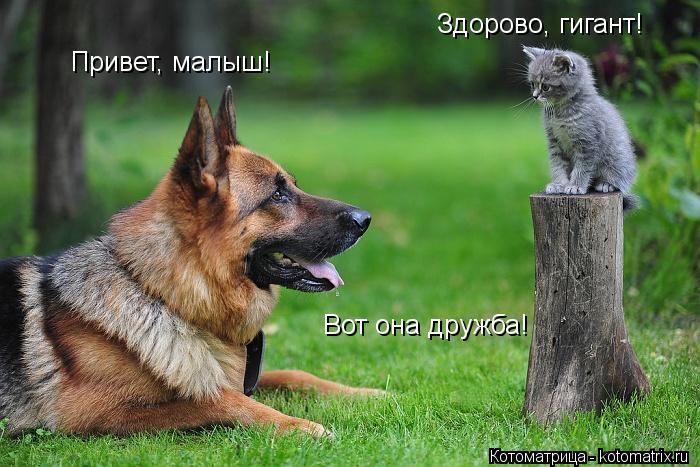 Привет, малыш! Здорово, гигант! Вот она дружба!... Котоматрица: Привет, малыш! Здорово, гигант! Вот она дружба!