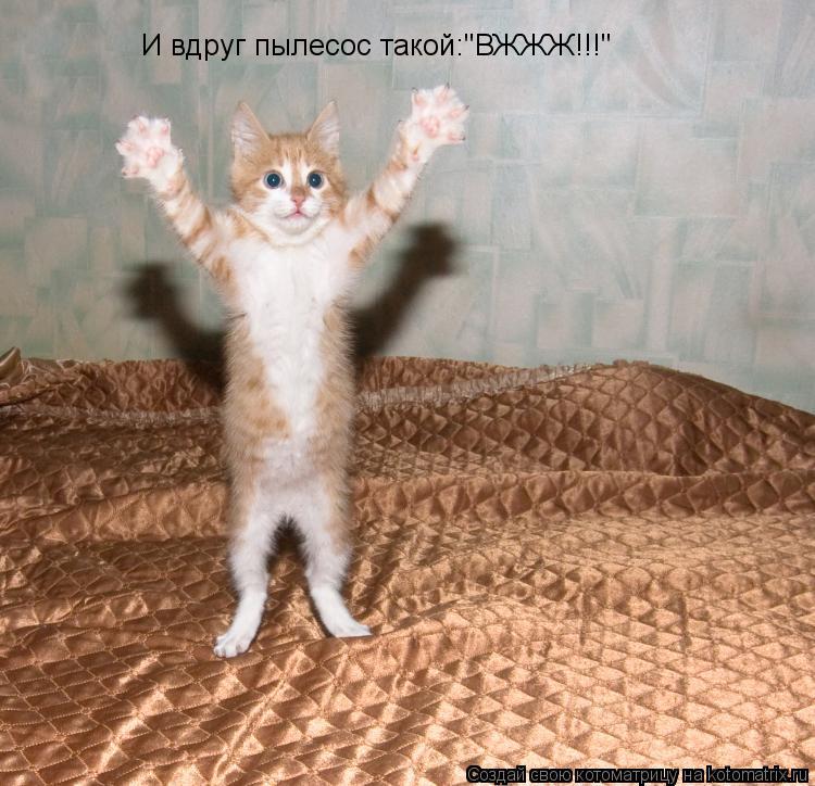 Котоматрица: И вдруг пылесос такой:"ВЖЖЖ!!!"