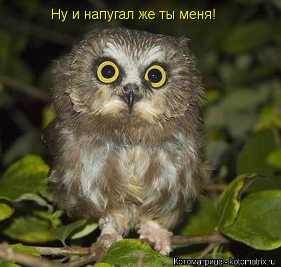 Котоматрица: Ну и напугал же ты меня!