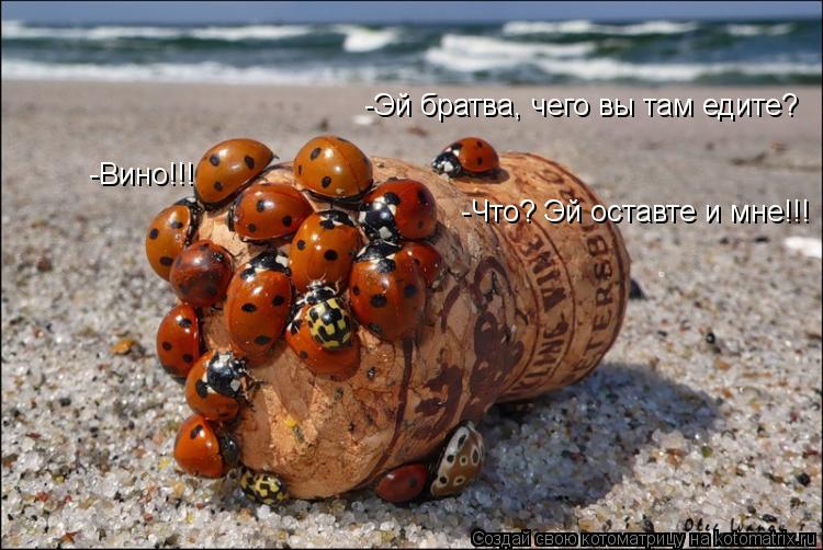 Котоматрица: -Эй братва, чего вы там едите?  -Вино!!! -Что? Эй оставте и мне!!!