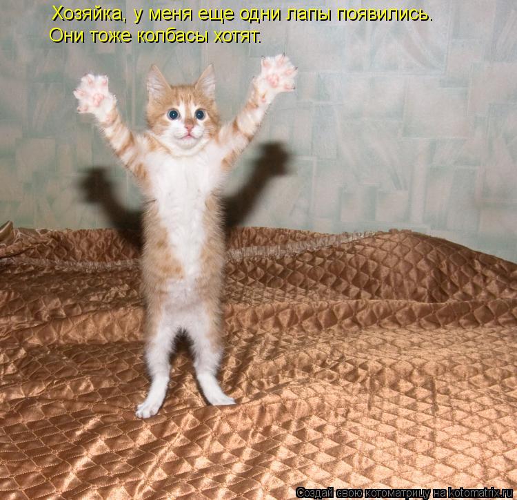 Котоматрица: Хозяйка, у меня еще одни лапы появились. Они тоже колбасы хотят.