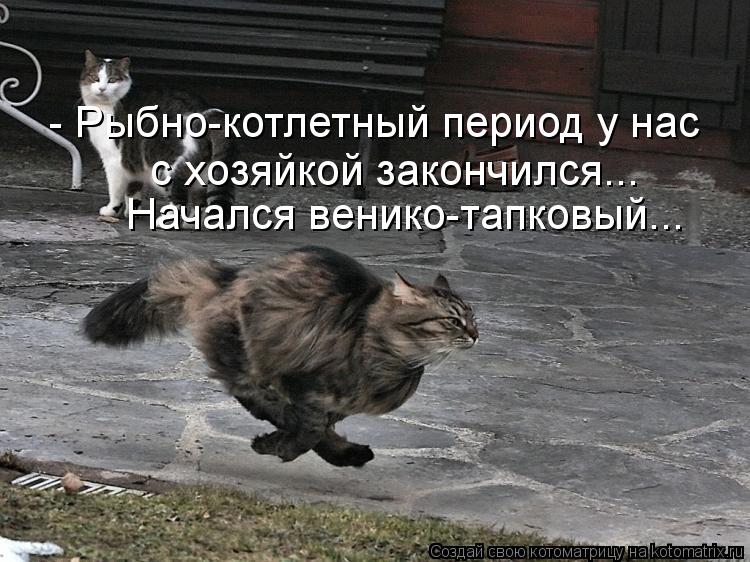 - Рыбно-котлетный период у нас с хозяйкой закончился... Начался венико-тапковый...... Котоматрица: - Рыбно-котлетный период у нас с хозяйкой закончился... Начался венико-тапковый...