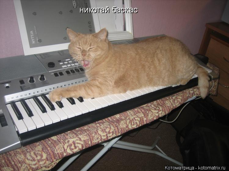никотай баскас... Котоматрица: никотай баскас