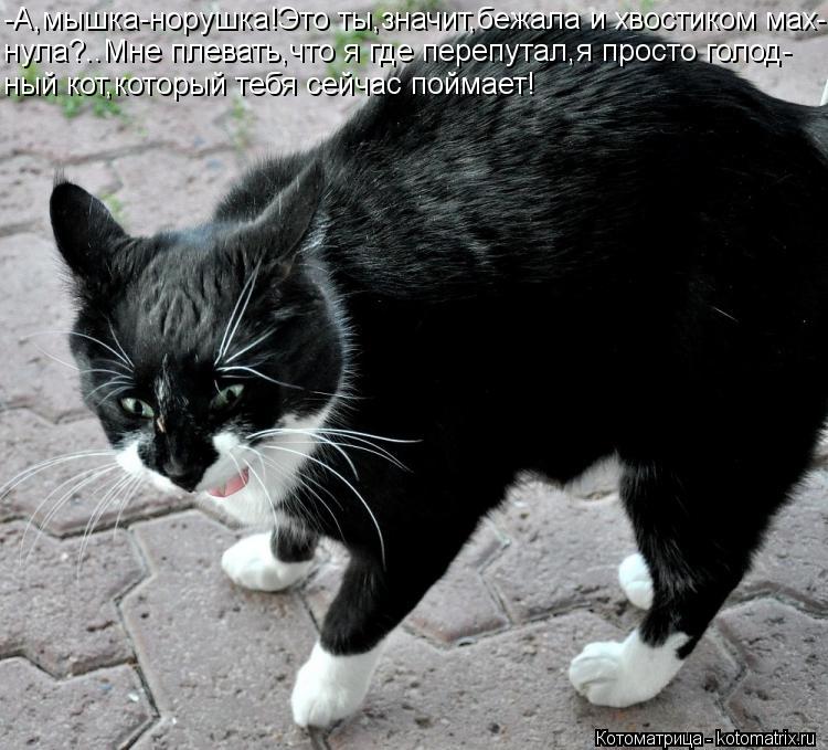 -А,мышка-норушка!Это ты,значит,бежала и хвостиком мах- нула?..Мне плевать,что я где перепутал,я прост... Котоматрица: -А,мышка-норушка!Это ты,значит,бежала и хвостиком мах- нула?..Мне плевать,что я где перепутал,я просто голод- ный кот,который тебя сейчас пойм