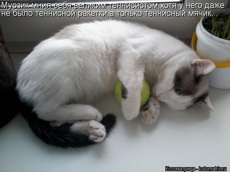 Мурзик мнил себя великим теннисистом,хотя у него даже не было теннисной ракетки,а только теннисный мя... Котоматрица: Мурзик мнил себя великим теннисистом,хотя у него даже не было теннисной ракетки,а только теннисный мячик...
