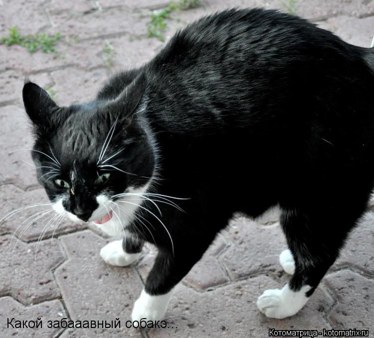 Котоматрица: Какой забааавный собакэ...