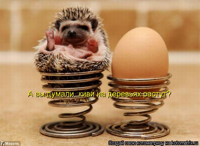 А вы думали, киви на деревьях растут?... Котоматрица: А вы думали, киви на деревьях растут?