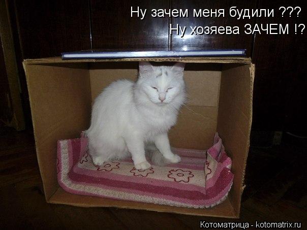 Котоматрица: Ну зачем меня будили ??? Ну хозяева ЗАЧЕМ !?