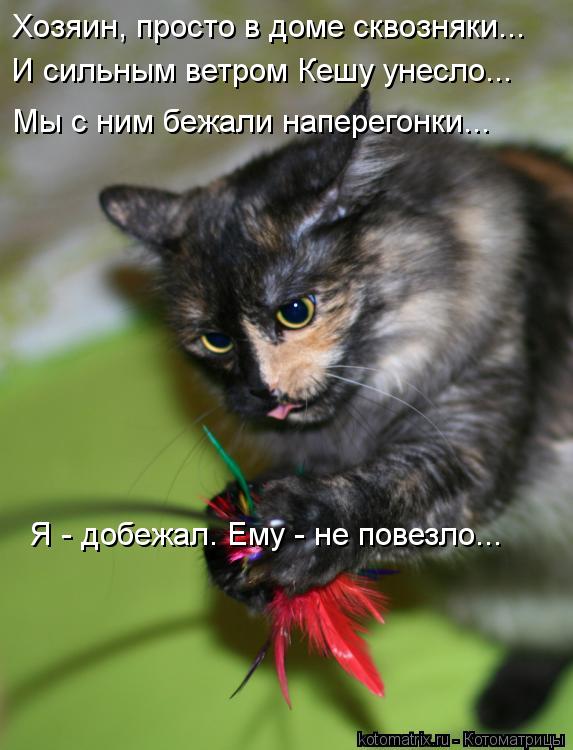 Хозяин, просто в доме сквозняки... И сильным ветром Кешу унесло... Мы с ним бежали наперегонки... Я -... Котоматрица: Хозяин, просто в доме сквозняки... И сильным ветром Кешу унесло... Мы с ним бежали наперегонки... Я - добежал. Ему - не повезло...