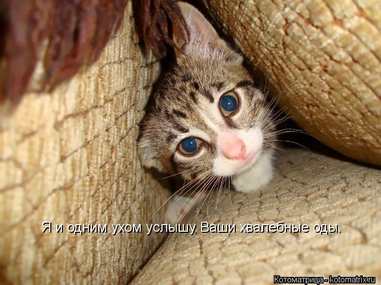 Котоматрица: Я и одним ухом услышу Ваши хвалебные оды.