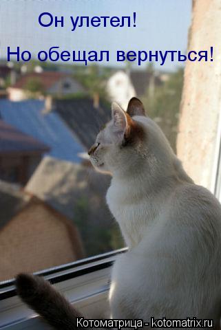 Котоматрица: Но обещал вернуться! Он улетел!