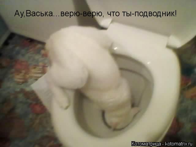 Ау,Васька...верю-верю, что ты-подводник!... Котоматрица: Ау,Васька...верю-верю, что ты-подводник!