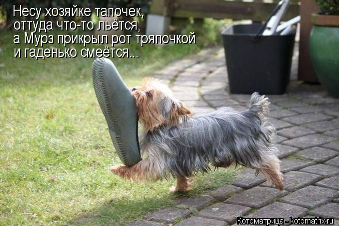 Несу хозяйке тапочек, оттуда что-то льётся, а Мурз прикрыл рот тряпочкой и гаденько смеётся...... Котоматрица: Несу хозяйке тапочек, оттуда что-то льётся, а Мурз прикрыл рот тряпочкой и гаденько смеётся...