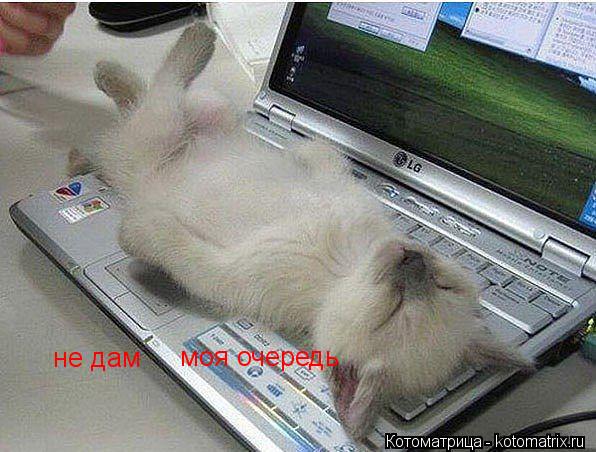 Котоматрица: не дам  моя очередь