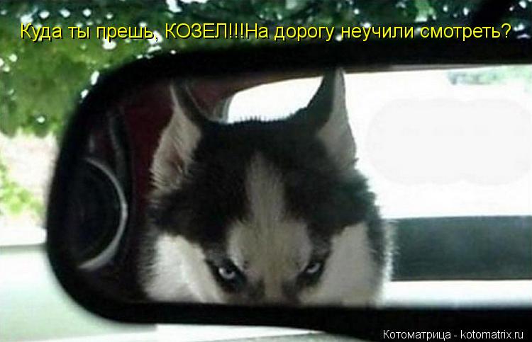 Котоматрица: Куда ты прешь, КОЗЕЛ!!!На дорогу неучили смотреть?