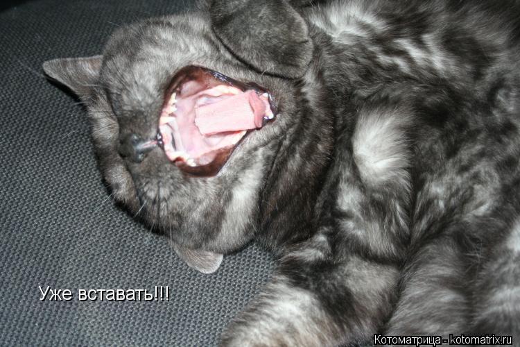 Котоматрица: Уже вставать!!!