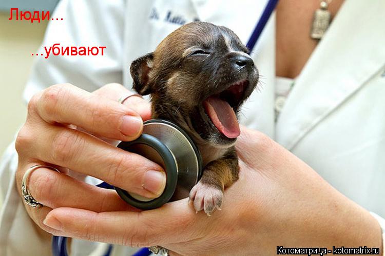 Котоматрица: Люди... ...убивают