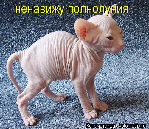 ненавижу полнолуния... Котоматрица: ненавижу полнолуния