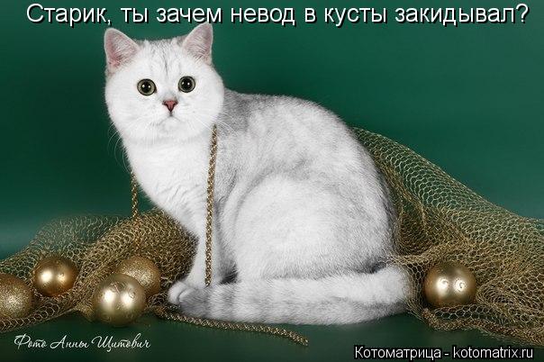 Котоматрица: Старик, ты зачем невод в кусты закидывал?