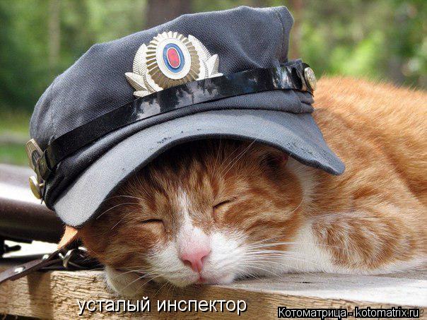 усталый инспектор... Котоматрица: усталый инспектор